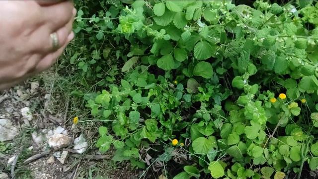 Limon melisanın faydaları nelerdir? Limon Melisa çayı nasıl yapılır? смотреть онлайн