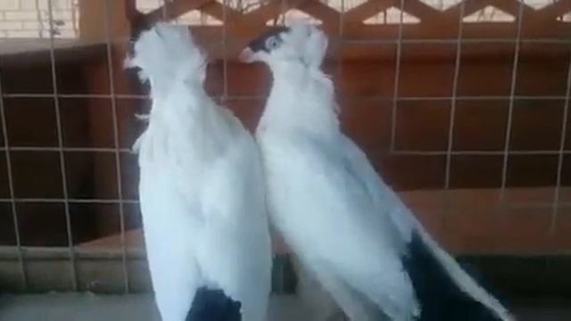 Монахи