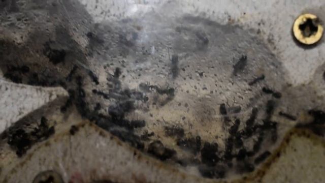 Ende der Winterruhe ! Formica pratensis смотреть онлайн