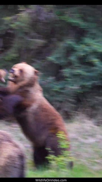 Grizzly Bear Tensions Rise as Mating Season Begins смотреть онлайн