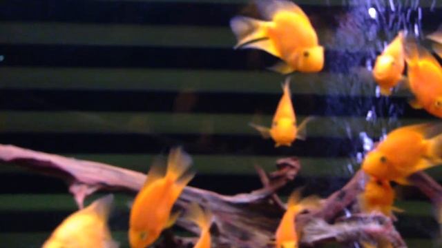 Ручные рыбки смотреть онлайн