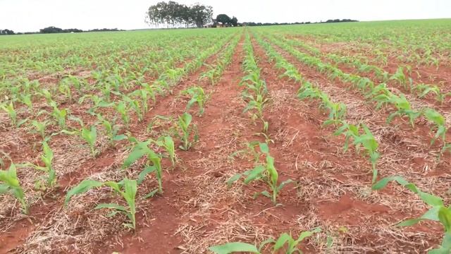 Controle Biológico de Spodoptera frugiperda na Cultura do Milho: distribuição de Trichogramma смотреть онлайн