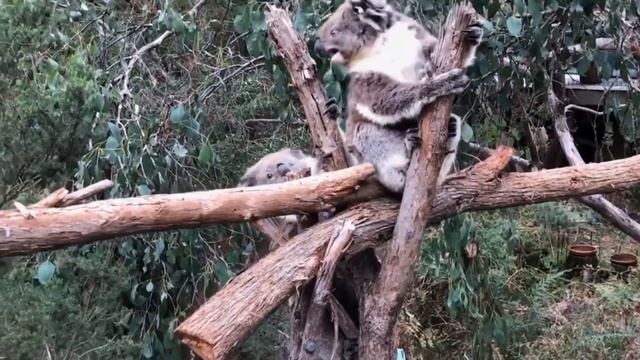 Funny And Cute Sheep & Koala & Dog & Donkey - Coffin Dance Meme ( COVER ) смотреть онлайн
