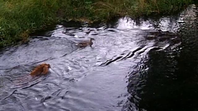 Dog Pursues Ducks Пес преследует уток