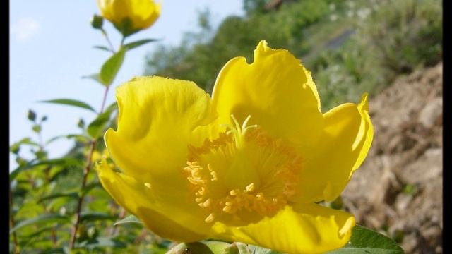 HYPERICUM di ROSS QUARESMINI.wmv смотреть онлайн
