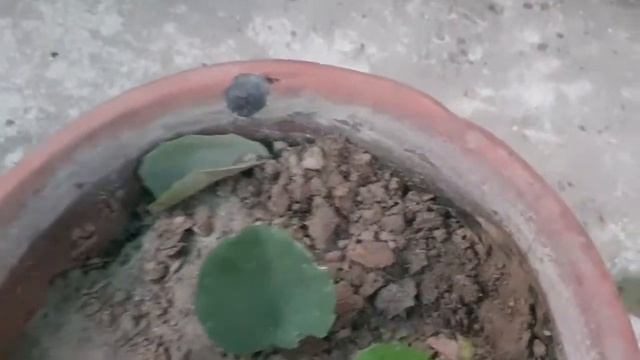 Arabian Wax Ivy | Plant  #Cissusrotundifolia Care & Propagation