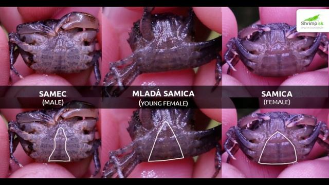 Krab mekong - Siamthelphusa sp. www.shrimp.sk смотреть онлайн