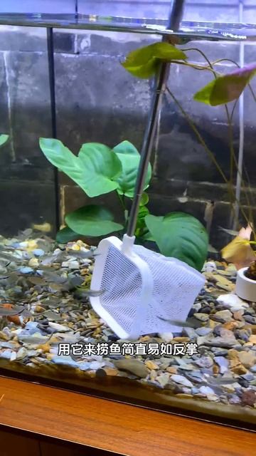 Traditional nets can't catch fish, this 3D small net is three-dimensional #trending #fish #fishtank смотреть онлайн