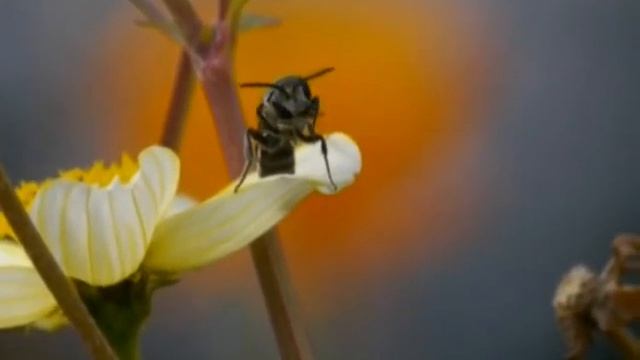 funny dance of wasp смотреть онлайн