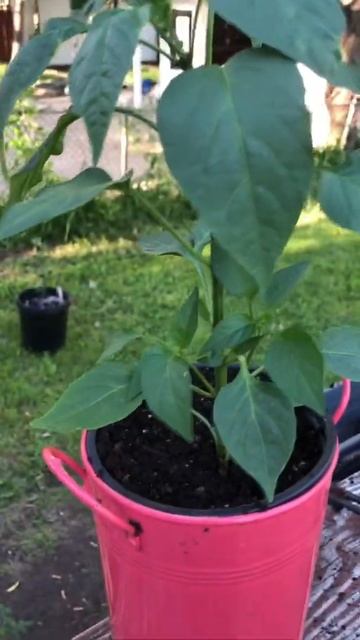 JALAPEÑO HOT PEPPERS 🌶 смотреть онлайн