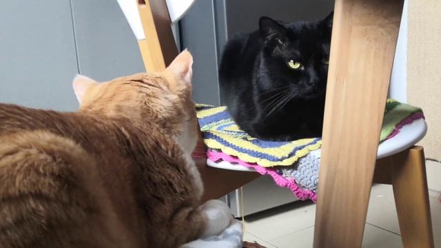 Сидишь? Сижу! Ждёшь? Жду!