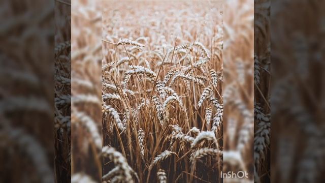 which counrty is largest producer of wheat 🤔🤔 смотреть онлайн