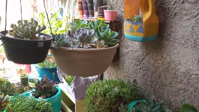 DICA DE CULTIVO ECHEVERRIA ORION #orion #suculentas смотреть онлайн