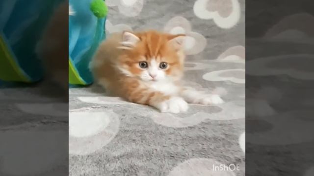 Мальчик, хайленд страйт смотреть онлайн