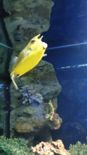 Московский Океанариум рыба кузовок/ the Moscow Oceanarium смотреть онлайн