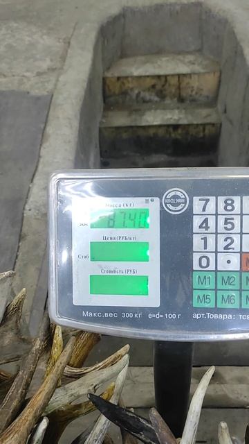 Куплю Рога Лося, Оленя, Изюбря, Косули, Чагу Берëзовую 89089340633 Александр смотреть онлайн