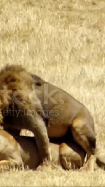 Black Mane Lions mating in wild forest shorts смотреть онлайн