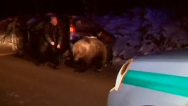 Разъяренная медведица набросилась на людей