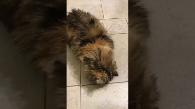 Моя Зая хозяюшка:)) смотреть онлайн