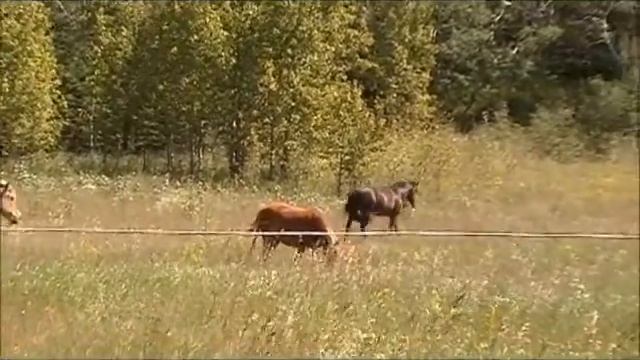August 6 2012 horses in big pasture смотреть онлайн