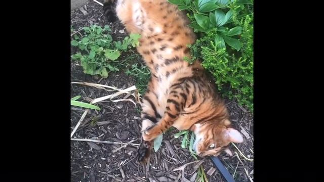Ziggy meets cat nip... смотреть онлайн