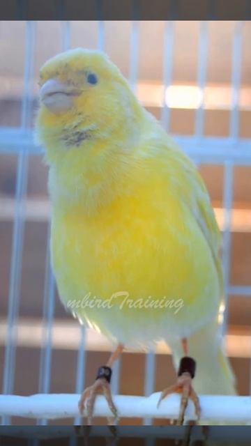 Is this a Yellow Canary Phenomenon? short 3 смотреть онлайн