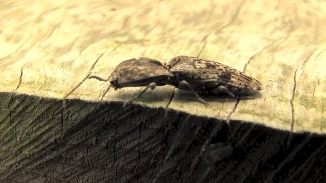 ウバタマコメツキ01_130617_A смотреть онлайн