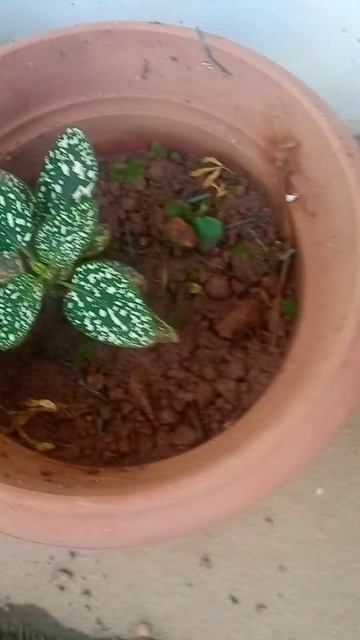 polka dot plant (hypoestes phyllostachya) смотреть онлайн