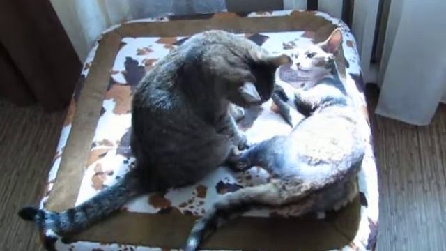 Марс и Арамис играют