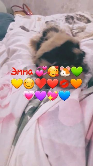 Эмма 147🐾🐾Морская свинка guinea pig смотреть онлайн