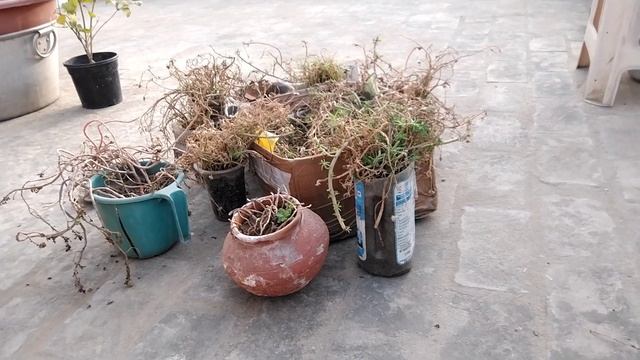 How to care Moss Rose/Portulaca and Purslane in Feb/March смотреть онлайн