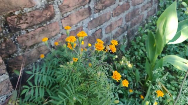 #Hummingbird #hawk-#moth #Caterpillar amazing ... смотреть онлайн