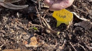 Весенняя обрезка карликовой метельчатой гортензии. Петит Стар #гортензии #весенняяобрезкагортензий