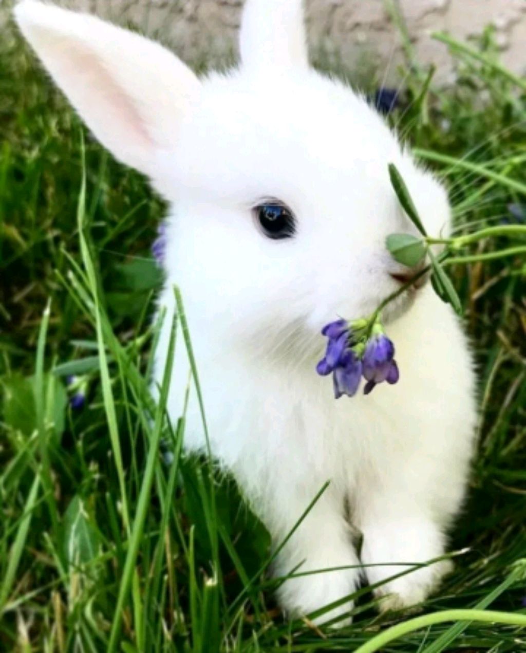 мои 4ролчата я тут Есения, соскучились? смотреть онлайн