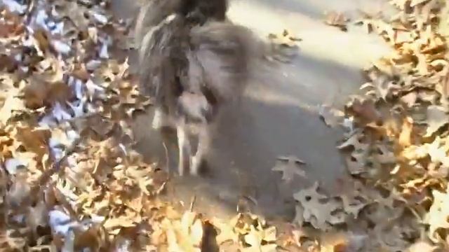 Oliver's Luxating Patella Recovery-Week 7