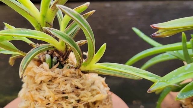 Repotting Neofinetia 富貴蘭 풍란 Fall 2021 смотреть онлайн
