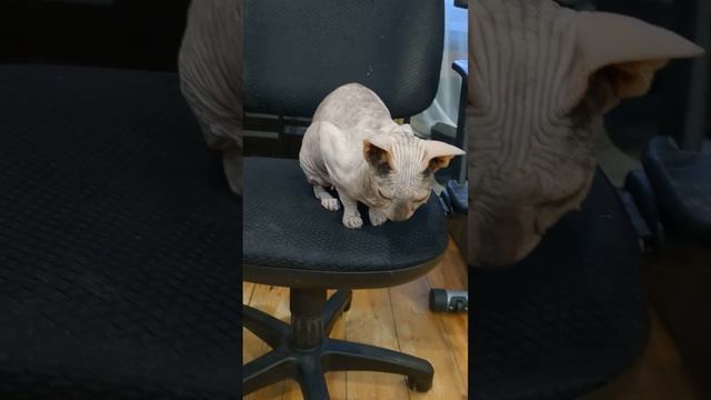 Сфинкс чихает . Может кто сталкивался ? #кошки #донскиесфинксы #сфинксы