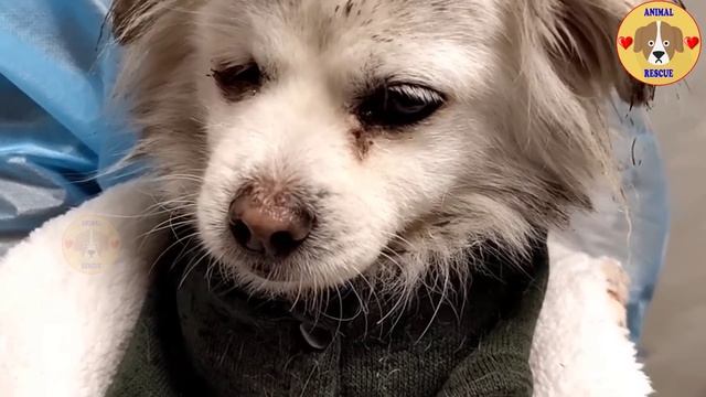 Homeless Owner Leaves, Blind Pregnant Mother Dog Stays Sadly on Only One Street Corner