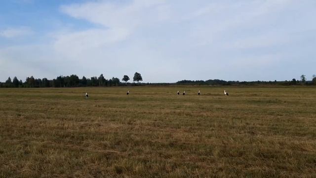 Аисты на покосе смотреть онлайн