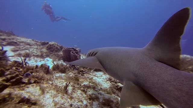Diving In Cozumel - Nurse Shark, Green Moray And 2 Groupers Together