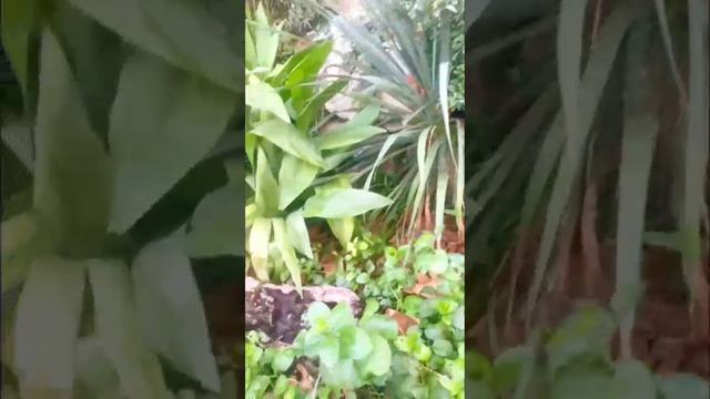 Ялта 💖💖💖 Ливадия 🌿❇️ смотреть онлайн