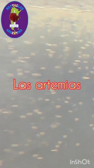 criadero de artemia en 20 litros parte 2 #shorts смотреть онлайн