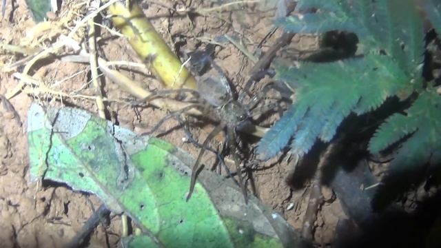 В джунгли Таиланда. Часть 2. К водопаду и на коралловый риф. смотреть онлайн