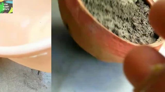 How to propagate portulaca plant || easy way to grow portulaca plant || garden idea #theplanthouse смотреть онлайн