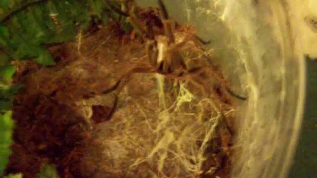 Messin' With Chilobrachys Huahini