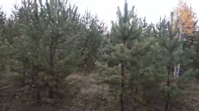 28.09. 2020 г. Ах рыжики, грибочки... смотреть онлайн