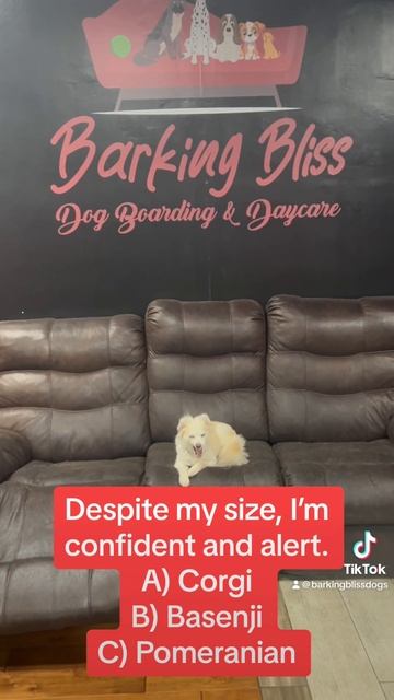 I’m a small breed with a distinctive curled tail. What am I? #barkingbliss #doglover #shorts #dogs смотреть онлайн