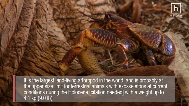 12 Most Amazing Species смотреть онлайн