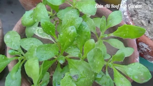#HowtogrowDimorphodeca\African daisy#Oseotospremum\cape marigold#seedlings transplant dimorphodeca смотреть онлайн