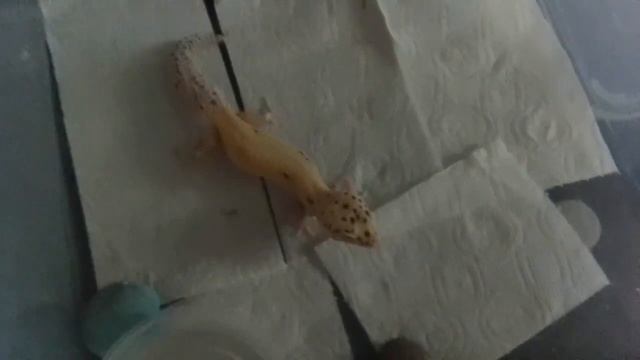 кормление ящерицы